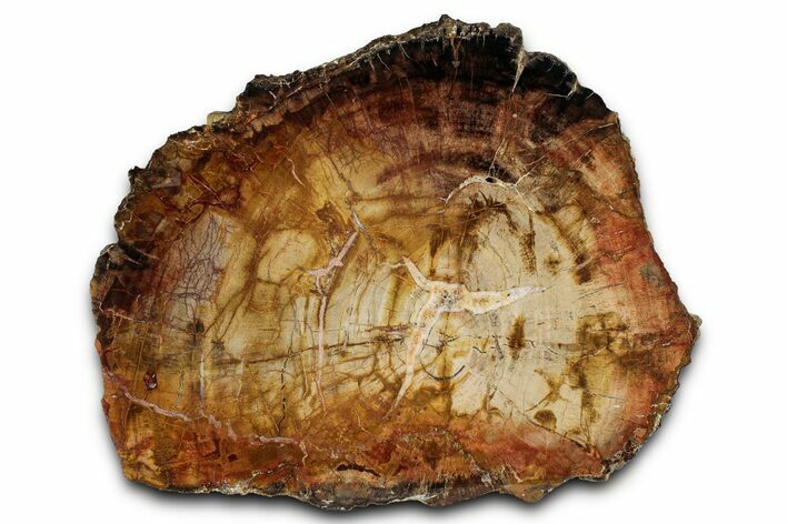 Polished Triassic Petrified Wood Slab - Poison Springs, Utah #358862